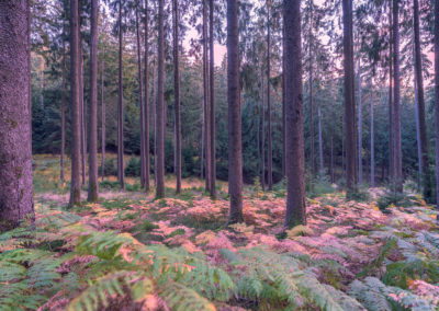 oben im Wald vom Haselweiher