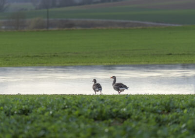 Frühling in Eichen