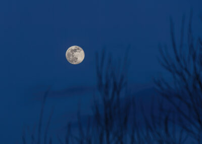 Mond über Eichen