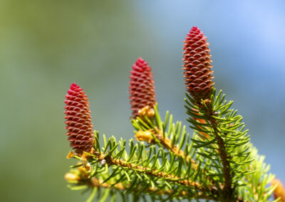 Fichtenblüten