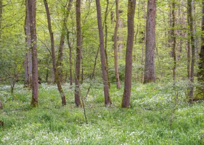 Frühjahr Wald Bärlauch