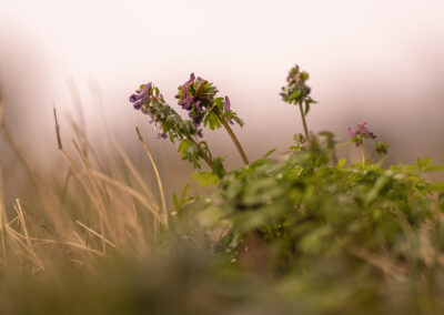 Frühling