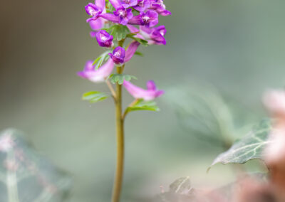 Frühling