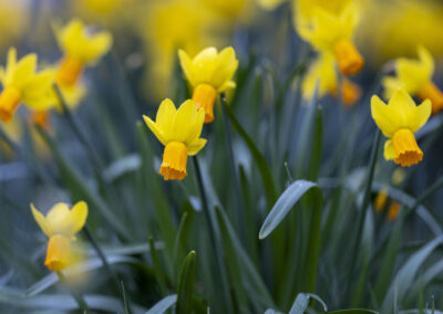 Frühling