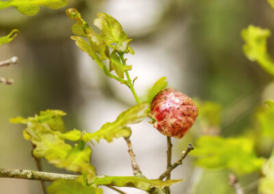 Gallwespen-Nest an Eichenbaum