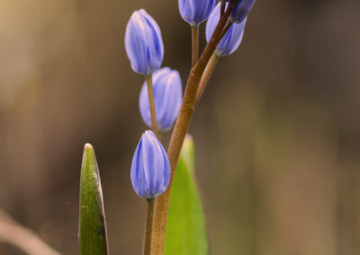 Blaustern