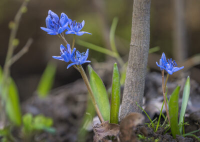 Blaustern