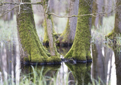 Wald überflutet